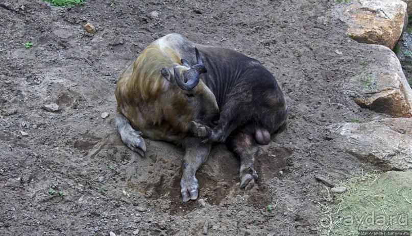 Гигантский муравьед, снежный барс и красная панда