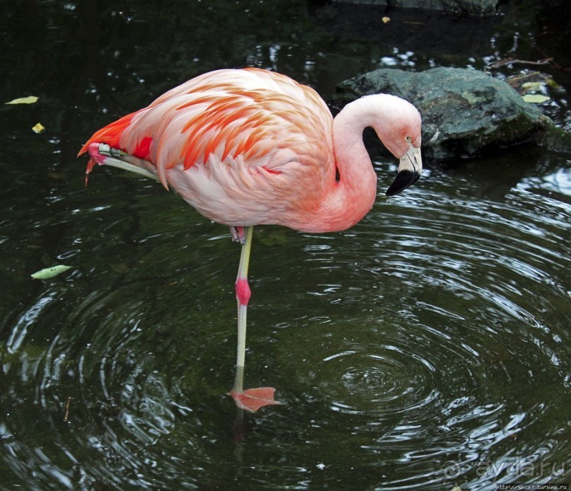Гигантский муравьед, снежный барс и красная панда