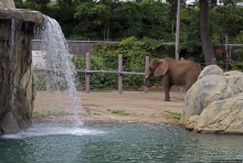 Гигантский муравьед, снежный барс и красная панда