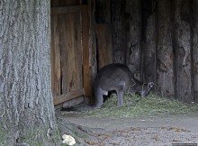 Гигантский муравьед, снежный барс и красная панда