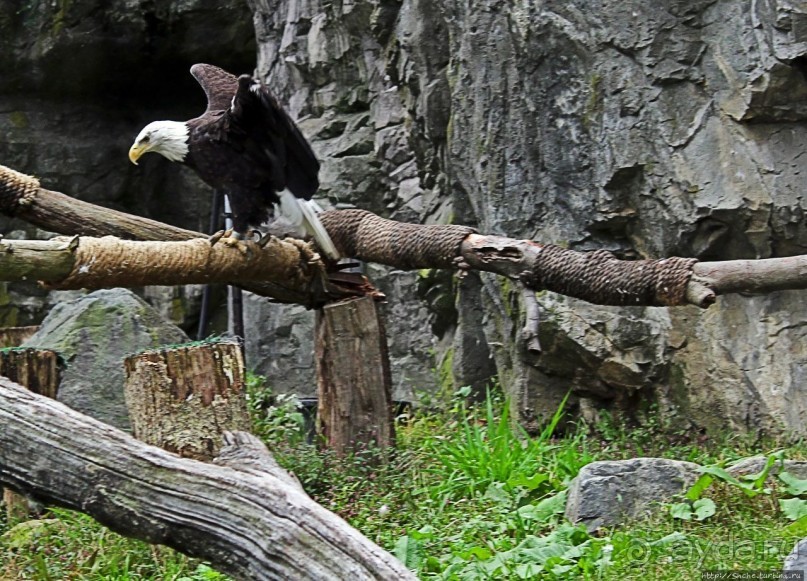 Гигантский муравьед, снежный барс и красная панда