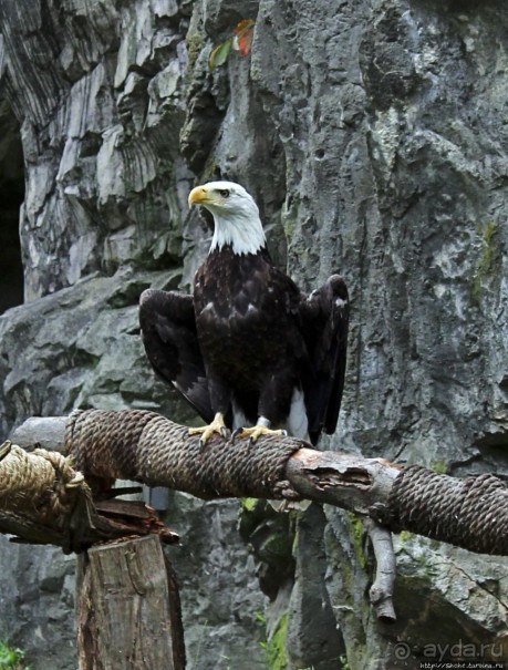 Гигантский муравьед, снежный барс и красная панда