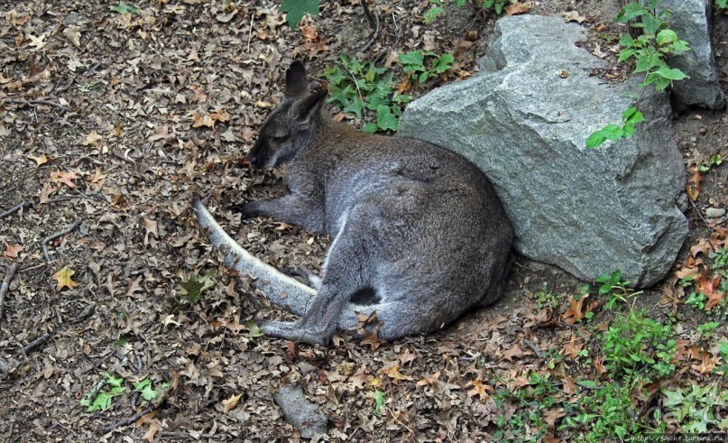 Гигантский муравьед, снежный барс и красная панда
