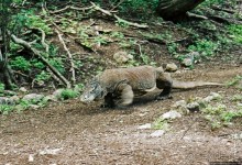 Здесь живет дракон усталый...