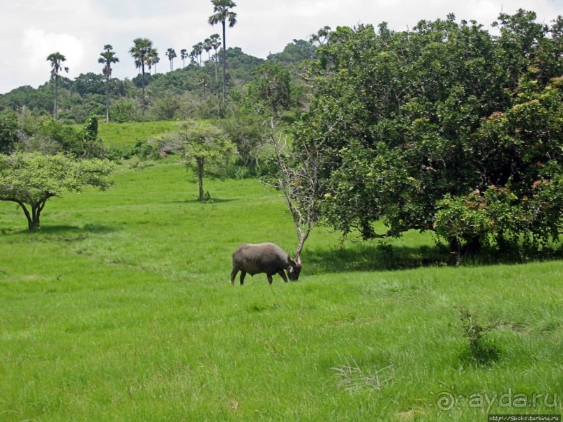 Здесь живет дракон усталый...