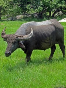 Здесь живет дракон усталый...