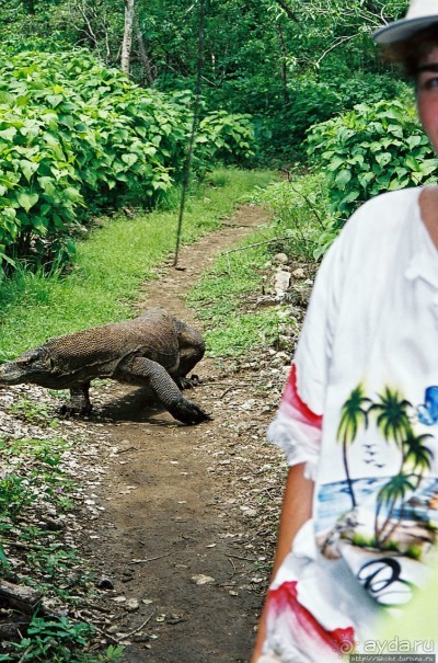 Здесь живет дракон усталый...