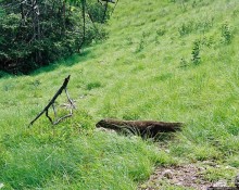 Здесь живет дракон усталый...