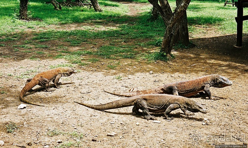 Здесь живет дракон усталый...