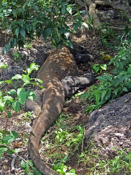 Здесь живет дракон усталый...