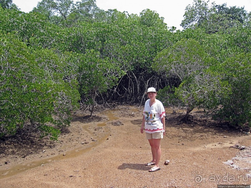 Здесь живет дракон усталый...