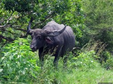 Здесь живет дракон усталый...