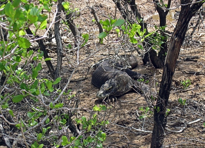 Здесь живет дракон усталый...