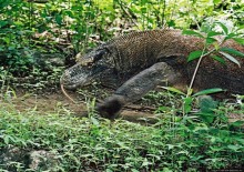 Здесь живет дракон усталый...