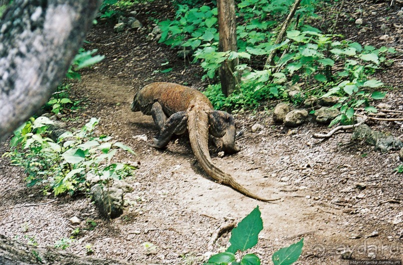 Здесь живет дракон усталый...