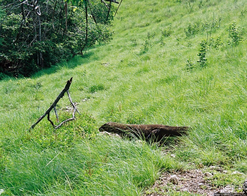 Здесь живет дракон усталый...