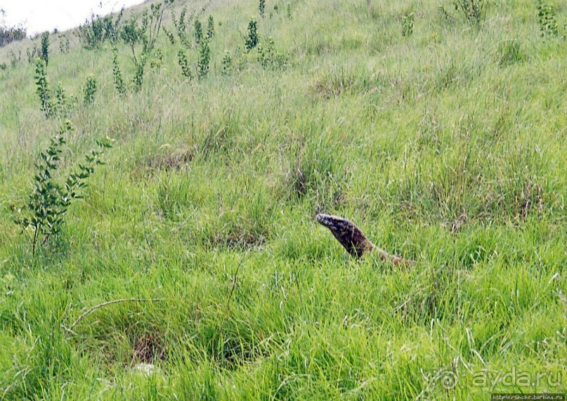 Здесь живет дракон усталый...
