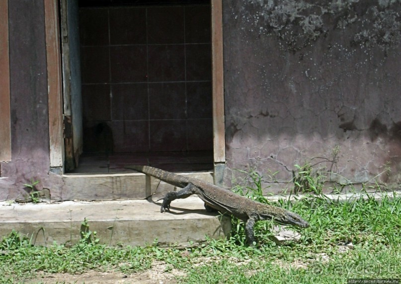 Здесь живет дракон усталый...