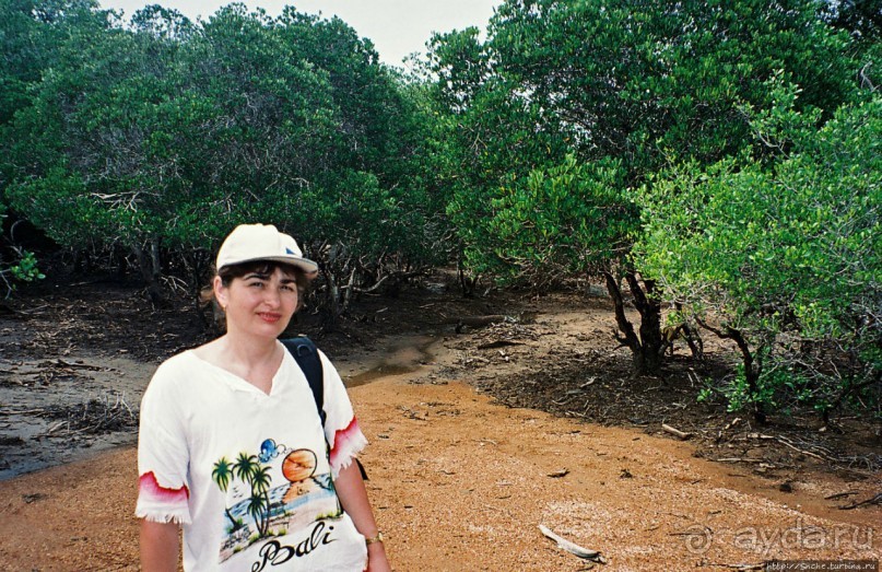 Здесь живет дракон усталый...