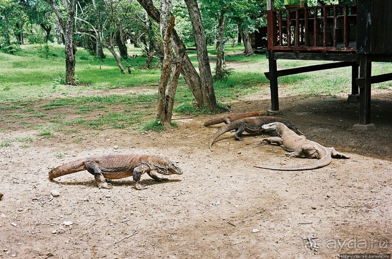 Здесь живет дракон усталый...