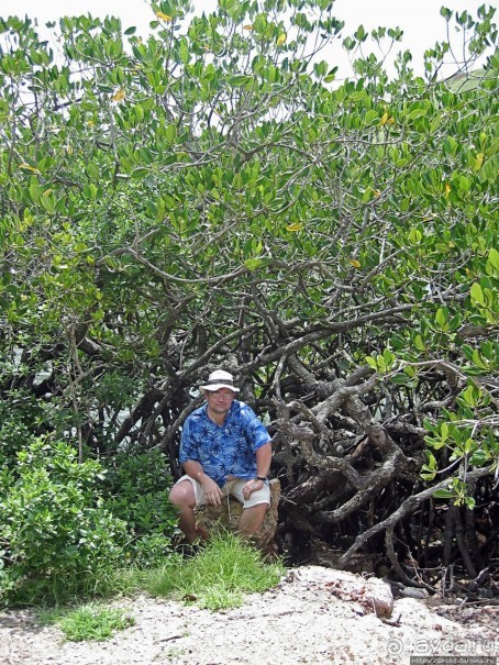Здесь живет дракон усталый...