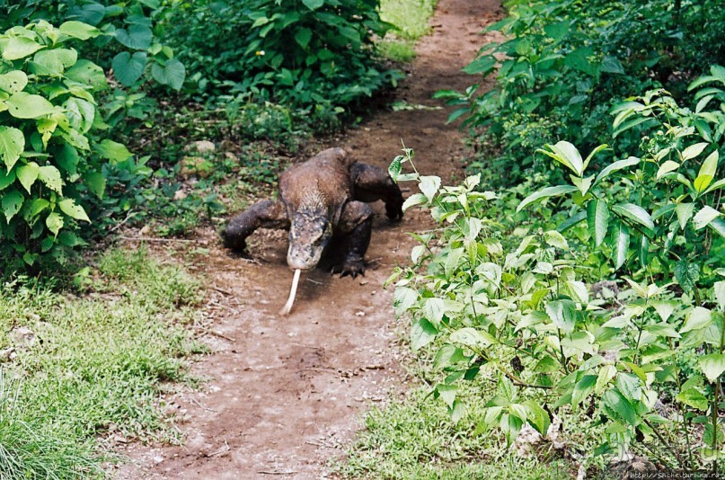 Здесь живет дракон усталый...