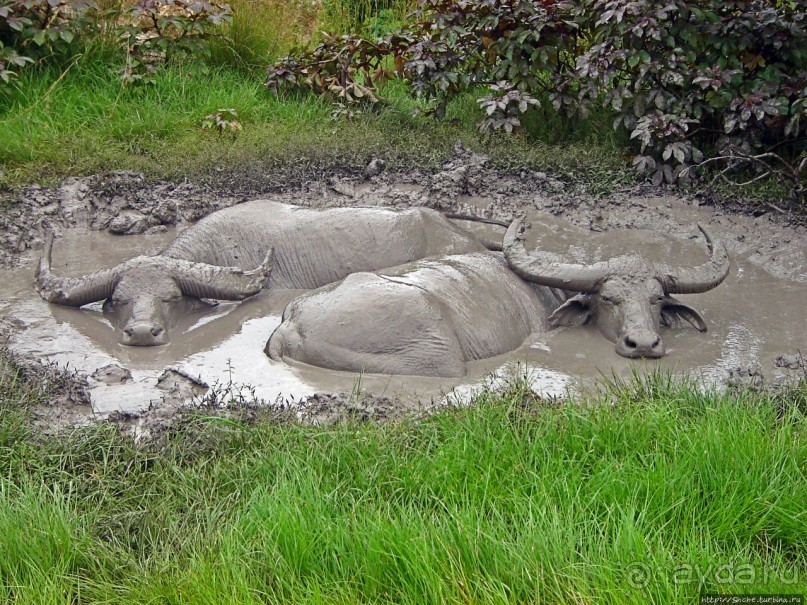 Здесь живет дракон усталый...