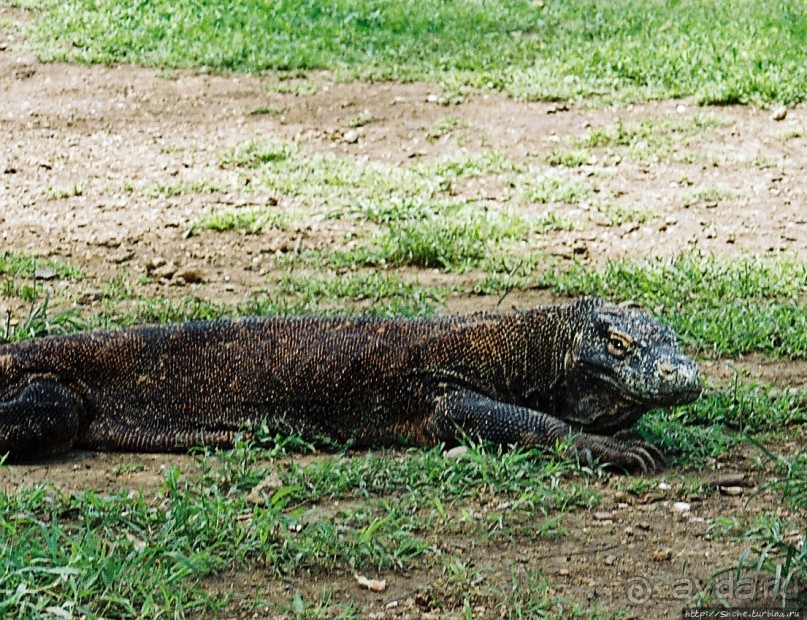 Здесь живет дракон усталый...