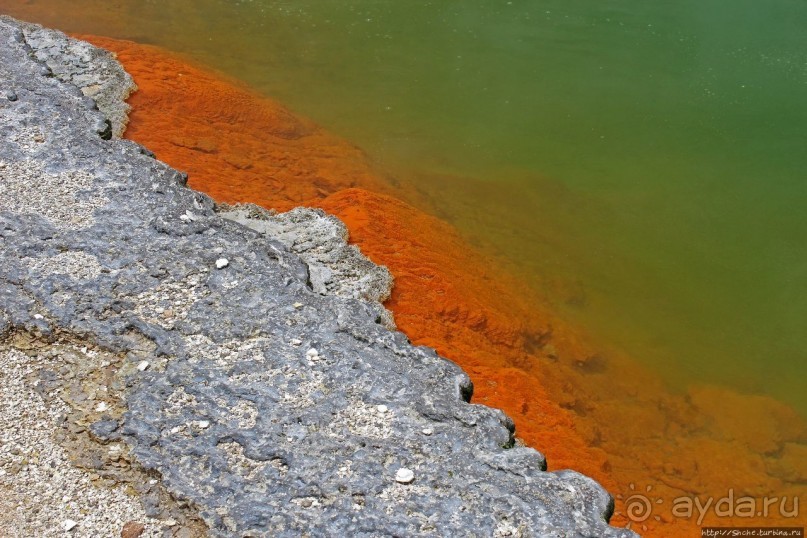 Бассейн с шампанским — теплое игристое с красными краями