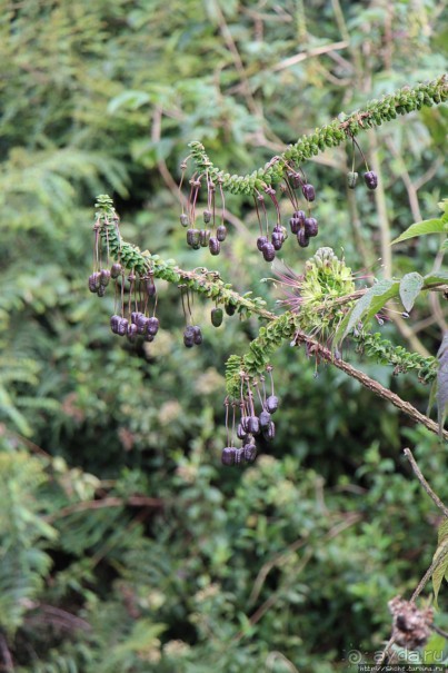 Папальякта — термальный курорт неподалеку от Кито
