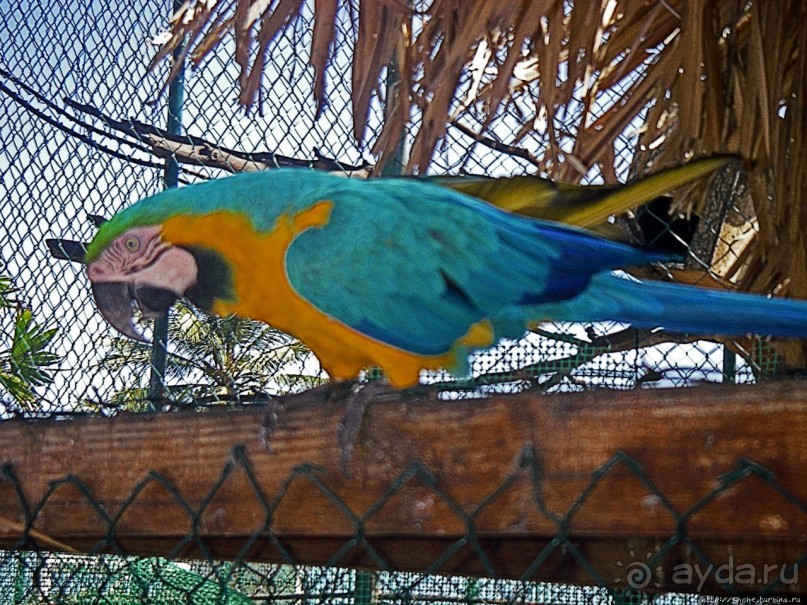 На Маргарите