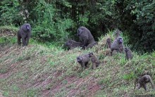Будонго лес — фейс-контроль павианов пройден