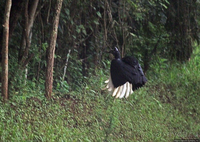 Будонго лес — фейс-контроль павианов пройден