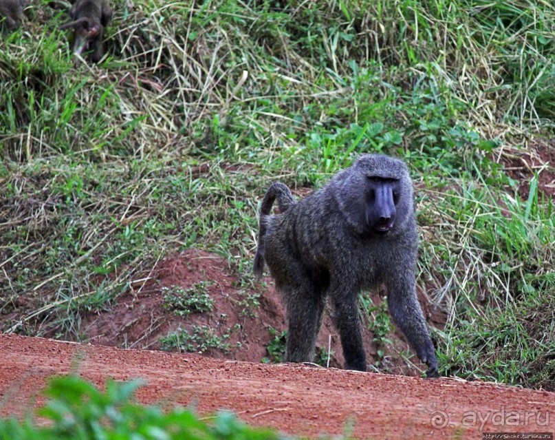 Будонго лес — фейс-контроль павианов пройден