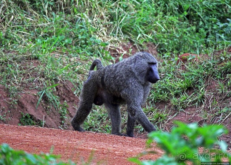 Будонго лес — фейс-контроль павианов пройден