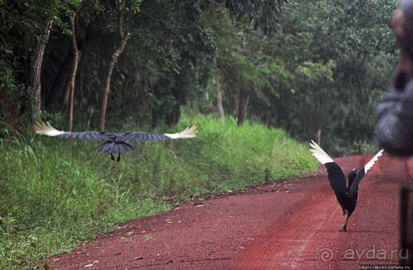 Будонго лес — фейс-контроль павианов пройден