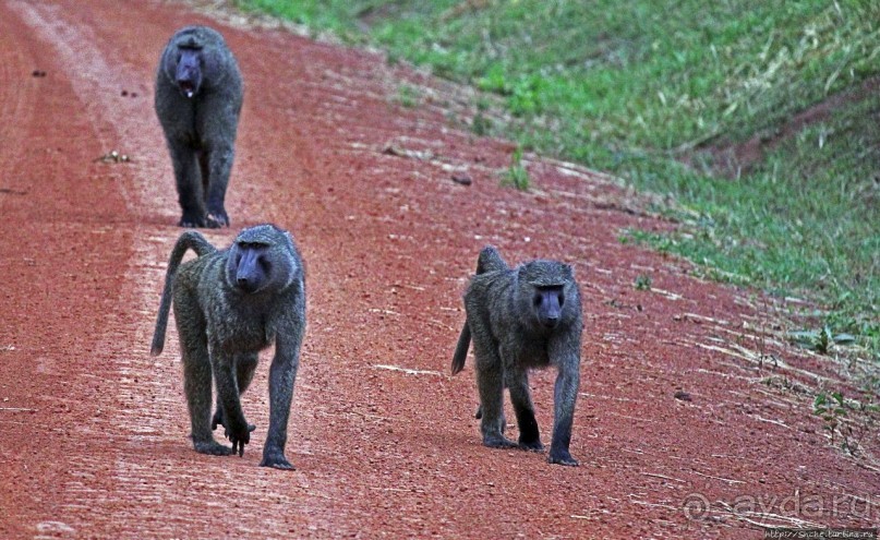 Будонго лес — фейс-контроль павианов пройден