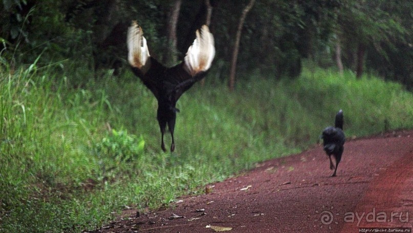 Будонго лес — фейс-контроль павианов пройден