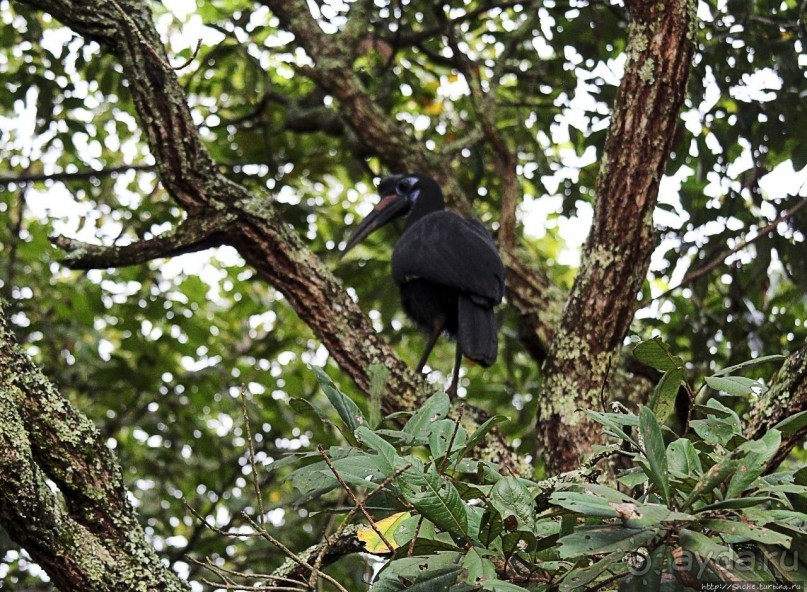 Будонго лес — фейс-контроль павианов пройден