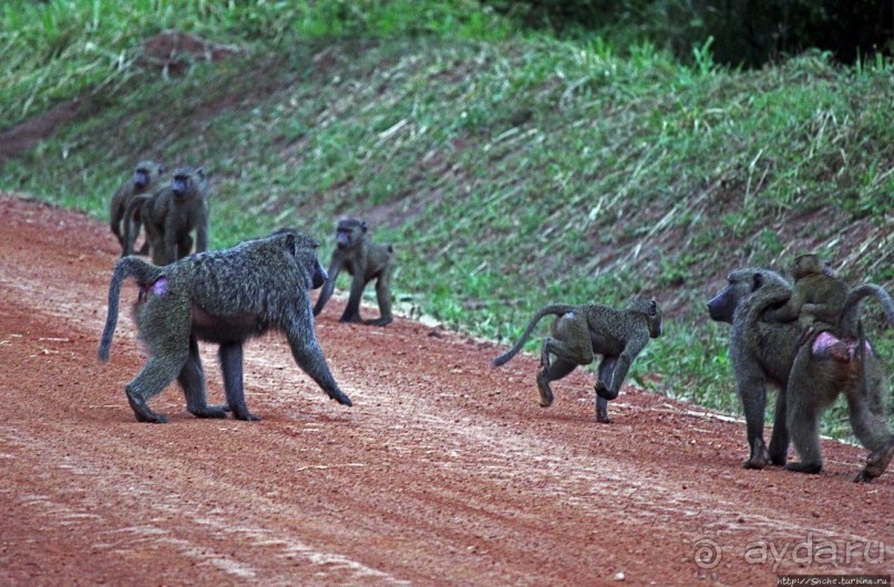 Будонго лес — фейс-контроль павианов пройден