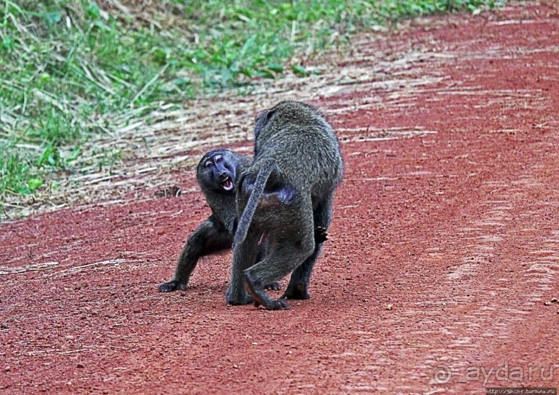 Будонго лес — фейс-контроль павианов пройден