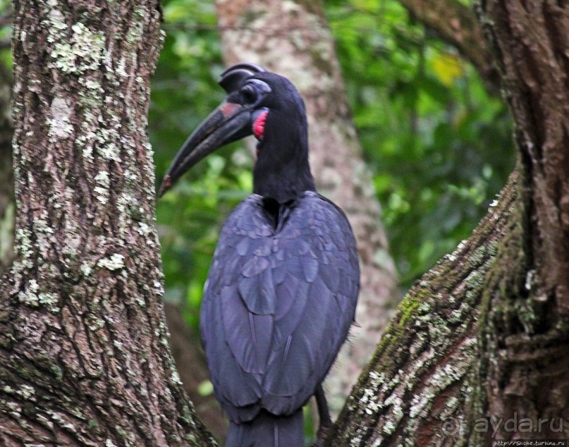 Будонго лес — фейс-контроль павианов пройден