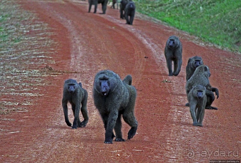 Будонго лес — фейс-контроль павианов пройден