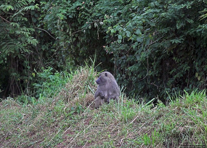 Будонго лес — фейс-контроль павианов пройден
