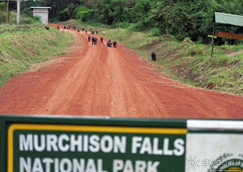 Будонго лес — фейс-контроль павианов пройден