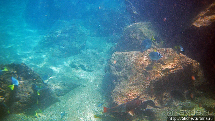 Сноклинг вокруг Pinnacle Rock (ноготь Бартоломе): акула и др