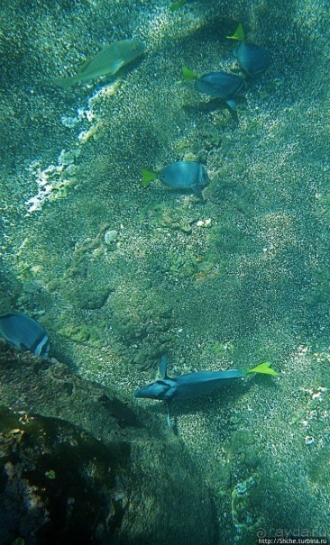 Сноклинг вокруг Pinnacle Rock (ноготь Бартоломе): акула и др