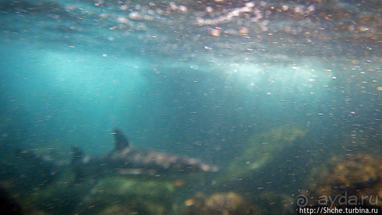 Сноклинг вокруг Pinnacle Rock (ноготь Бартоломе): акула и др