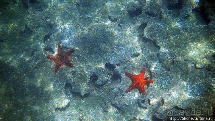 Сноклинг вокруг Pinnacle Rock (ноготь Бартоломе): акула и др