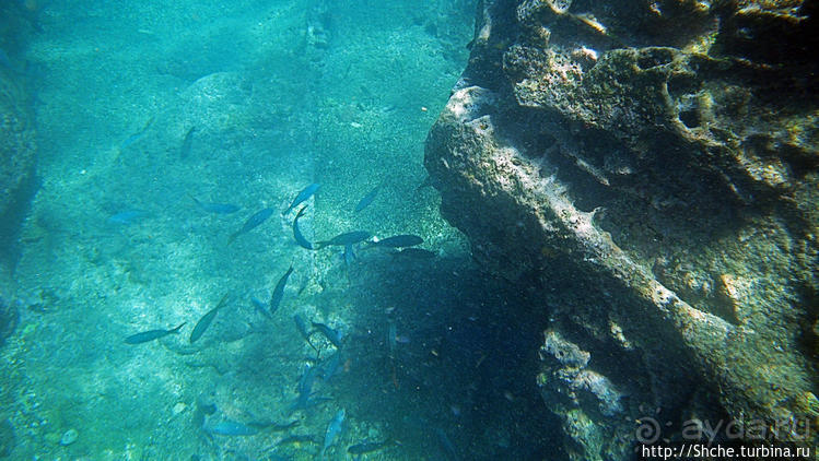 Сноклинг вокруг Pinnacle Rock (ноготь Бартоломе): акула и др